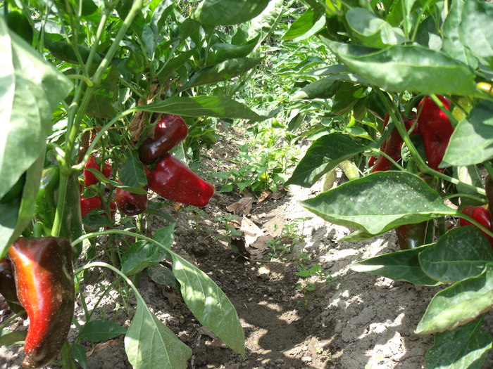 Picture 004; din gradina
