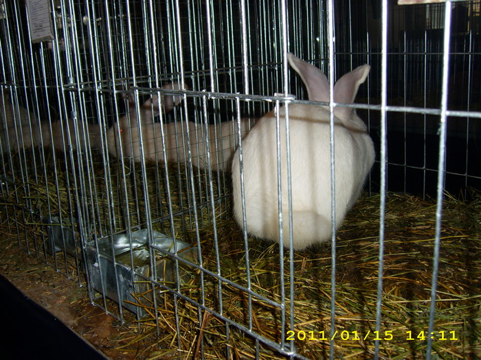HDP_0009 - Expozitie de iepuri si gaini la Timisoara 13-16 ianuarie 2011