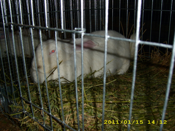 HDP_0011 - Expozitie de iepuri si gaini la Timisoara 13-16 ianuarie 2011