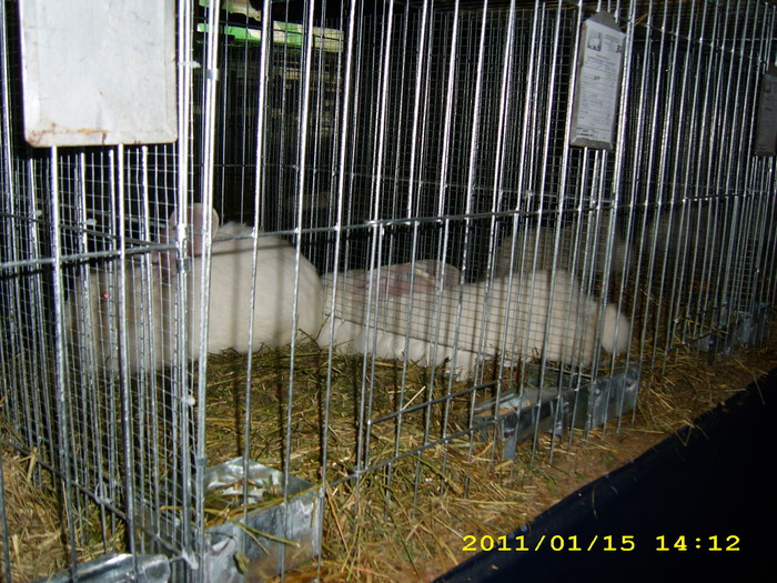 HDP_0014 - Expozitie de iepuri si gaini la Timisoara 13-16 ianuarie 2011