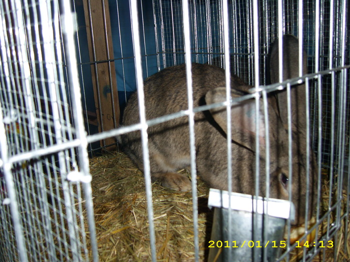 HDP_0021 - Expozitie de iepuri si gaini la Timisoara 13-16 ianuarie 2011
