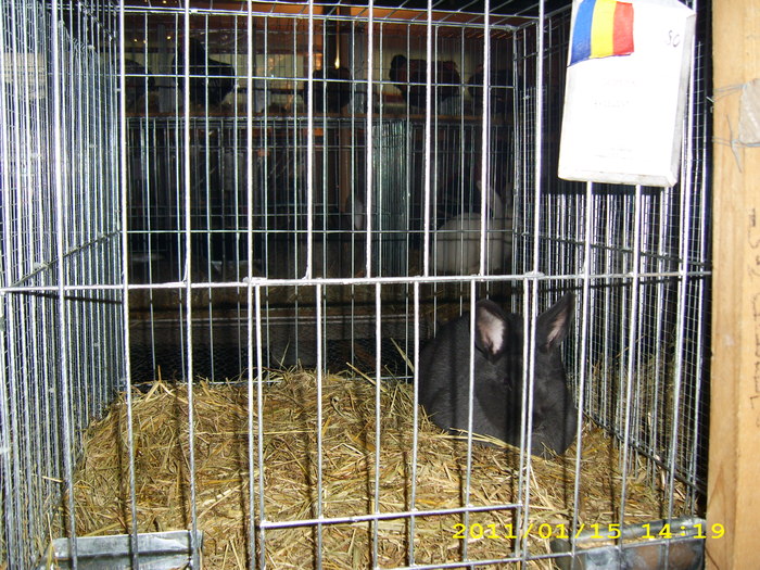 HDP_0051 - Expozitie de iepuri si gaini la Timisoara 13-16 ianuarie 2011