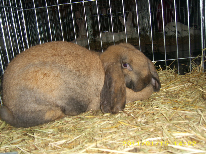 HDP_0068 - Expozitie de iepuri si gaini la Timisoara 13-16 ianuarie 2011