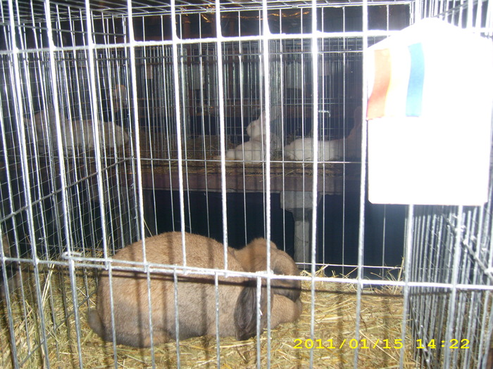 HDP_0069 - Expozitie de iepuri si gaini la Timisoara 13-16 ianuarie 2011