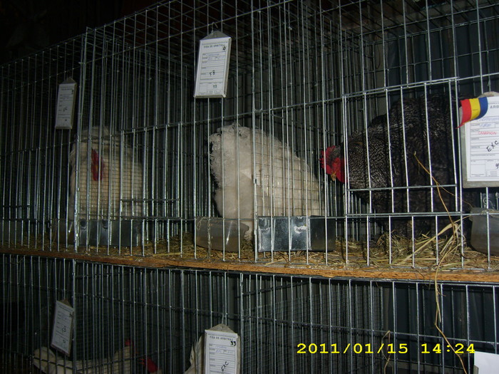 HDP_0072 - Expozitie de iepuri si gaini la Timisoara 13-16 ianuarie 2011