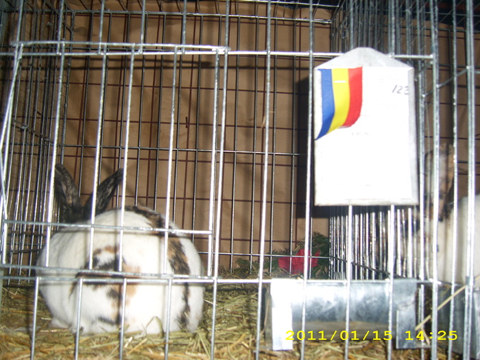 HDP_0080 - Expozitie de iepuri si gaini la Timisoara 13-16 ianuarie 2011