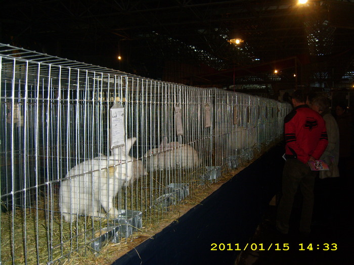 HDP_0090 - Expozitie de iepuri si gaini la Timisoara 13-16 ianuarie 2011