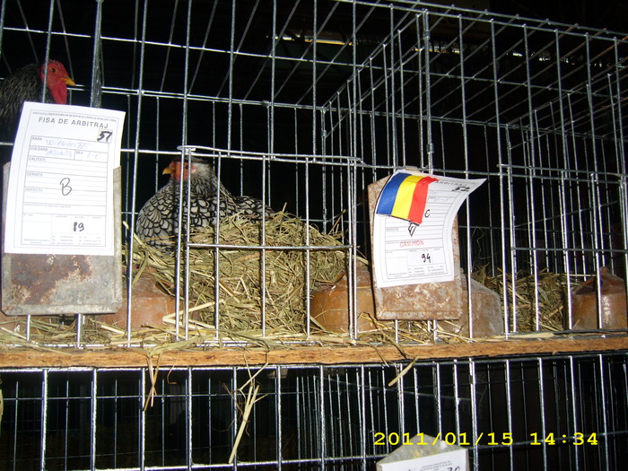 HDP_0092 - Expozitie de iepuri si gaini la Timisoara 13-16 ianuarie 2011