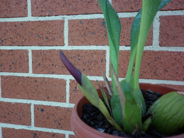 maxillaria nigescens 16.01.11 - Maxillaria nigrescens