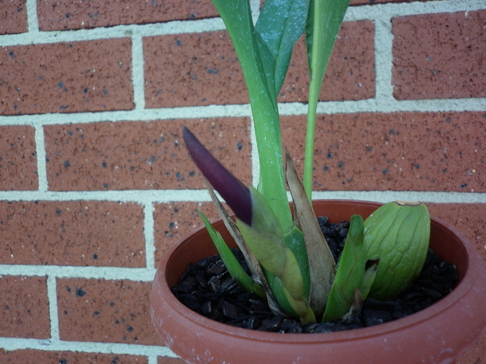 16.01.11 - Maxillaria nigrescens