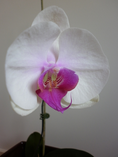 16.01.11 - Phalaenopsis