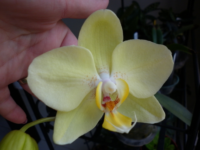16.01.11 - Phalaenopsis