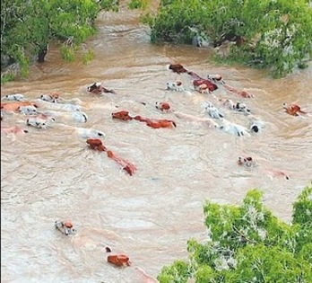 livestock-queensland-floods - Inundatii - Ianuarie 2011
