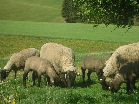 -oi si miei suffolk de vanzare - 7-anunt important