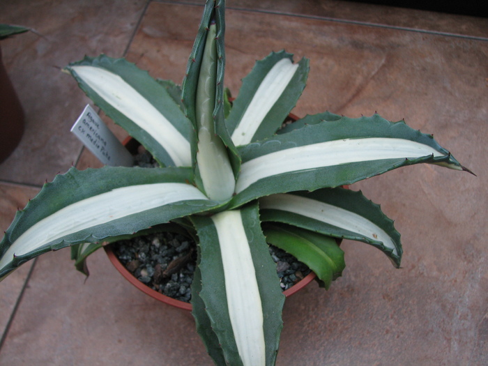 cv. Medio Picta - americana