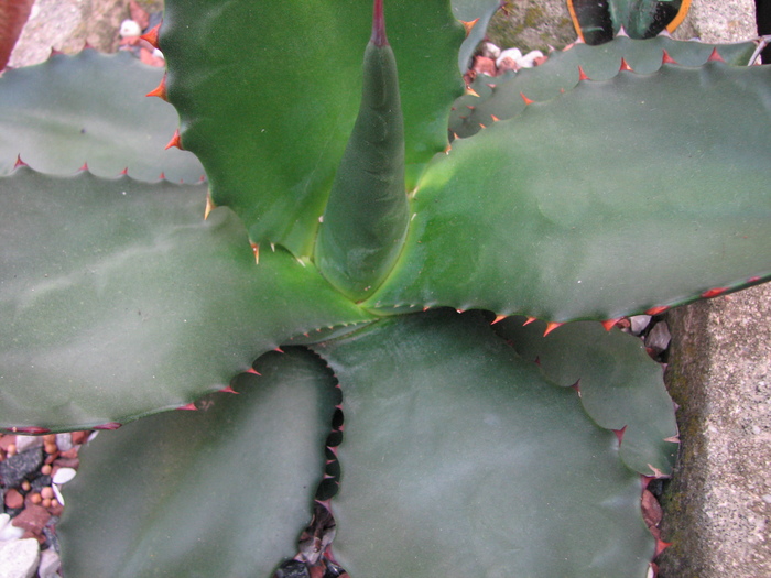 Decembrie 2010; Colectia Ciprian Suta
