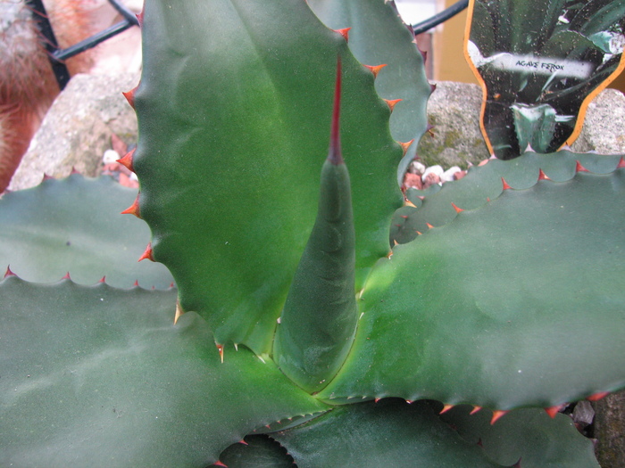 Decembrie 2010; Colectia Ciprian Suta
