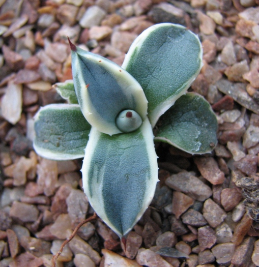 cv. variegata - decembrie 2010 - patonii