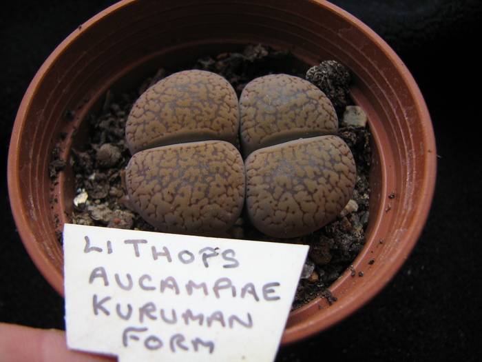 Kuruman form - decembrie 2010; Colectia Ciprian Suta
