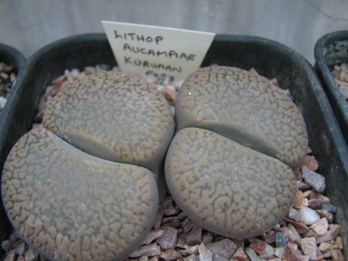 Kuruman form - decembrie 2010; Colectia Ciprian Suta
