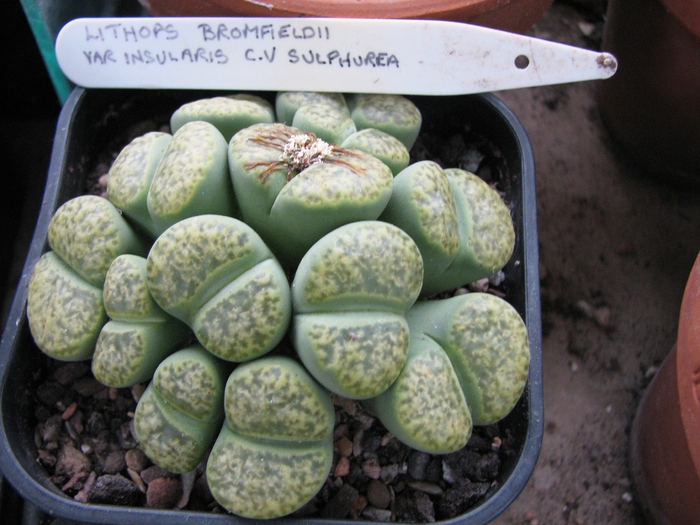 v. insularis cv. sulphurea - decembrie 2010; Colectia Ciprian Suta
