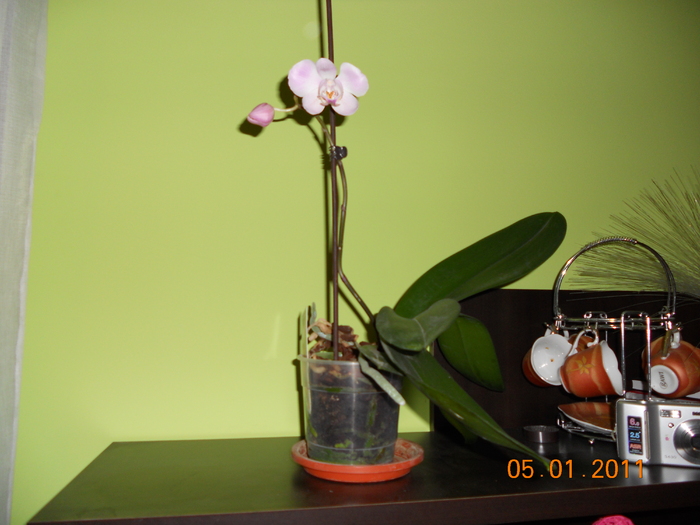 a doua inflorire - orchidee