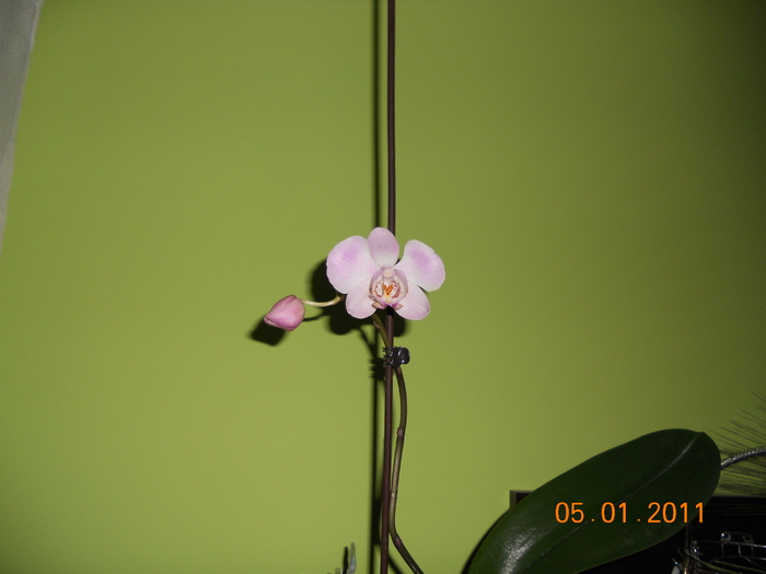 DSCN0294 - orchidee