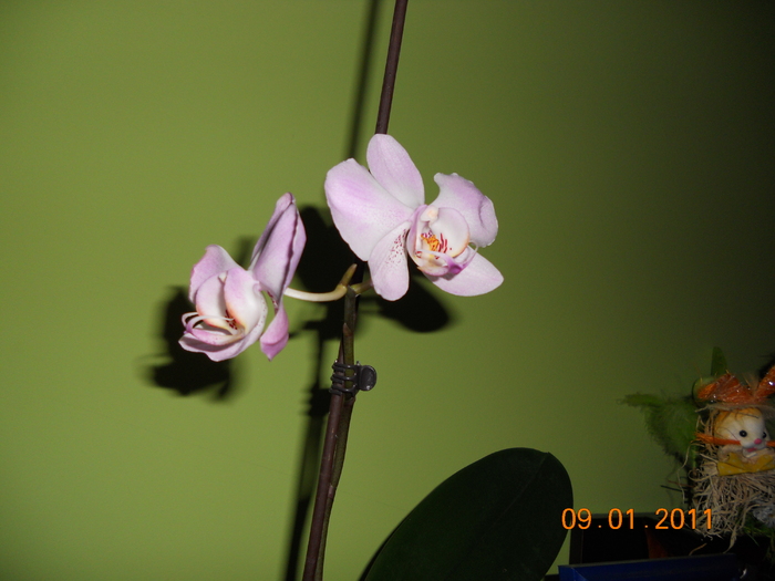 DSCN0322 - orchidee