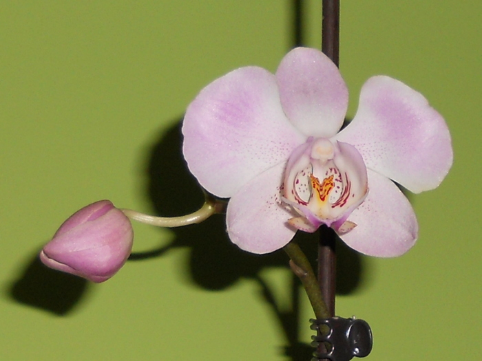 RSCN0307 - orchidee