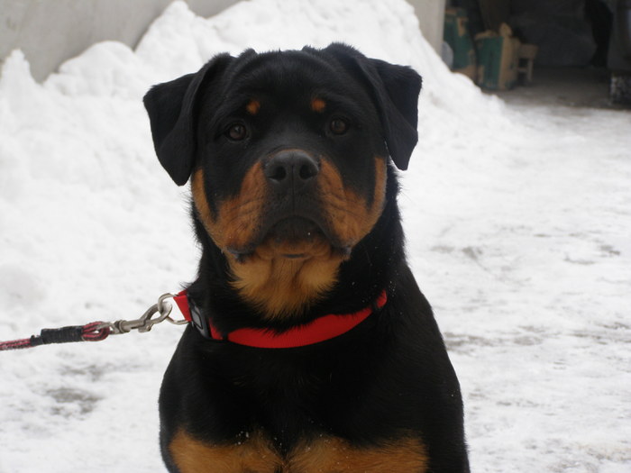 P1060300 - CAINI MEI RASA ROTTWEILER