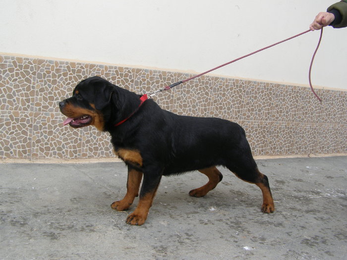 P1060268 - CAINI MEI RASA ROTTWEILER