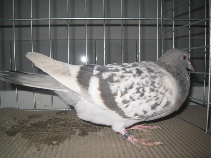 Ciocarliu de Nurnberg