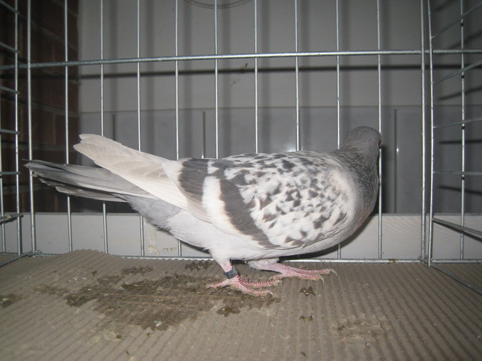 IMG_0029 - Mako 13-16 ian 2011