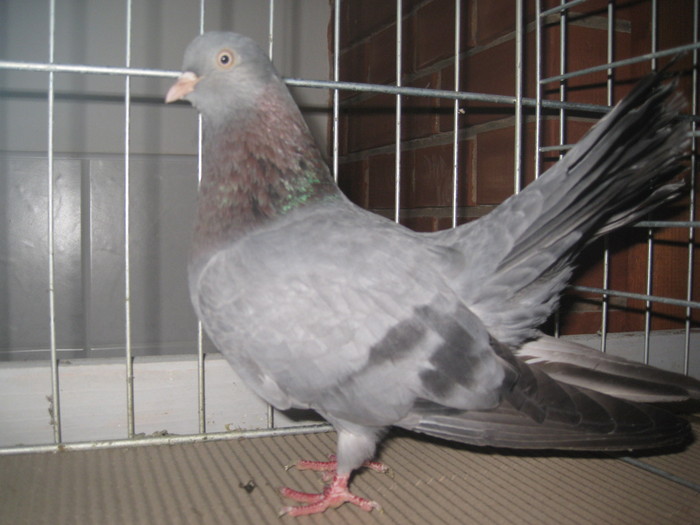 IMG_0216 - Mako 13-16 ian 2011