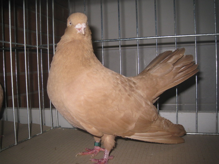 IMG_0227 - Mako 13-16 ian 2011