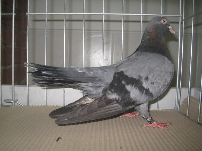 IMG_0228 - Mako 13-16 ian 2011