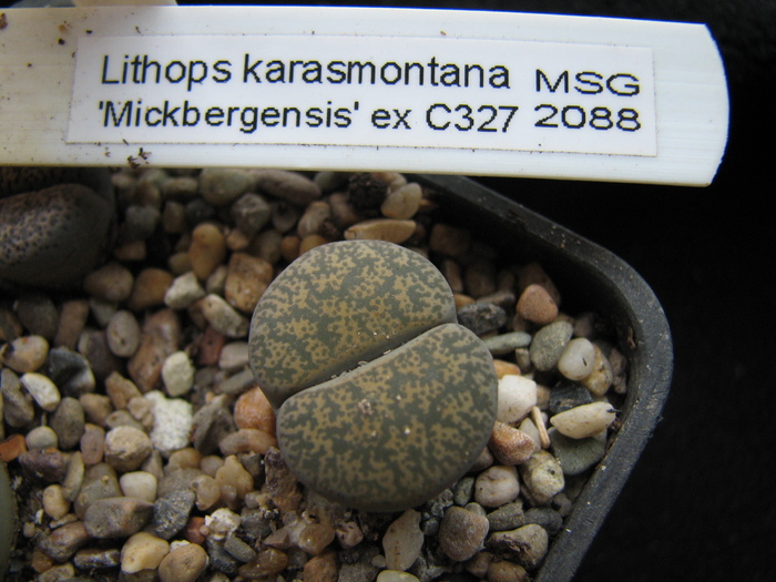 mickbergensis C327 - decembrie 2010; Colectia Ciprian Suta
