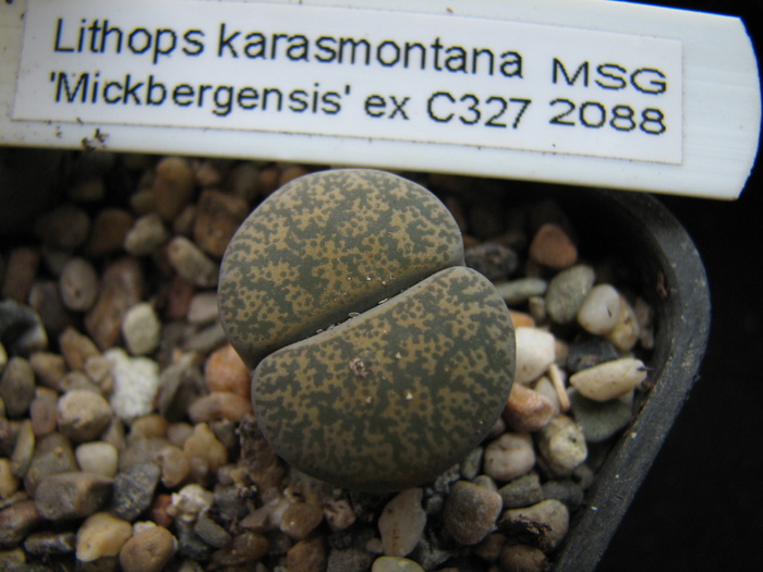 mickbergensis C327 - decembrie 2010 - karasmontana