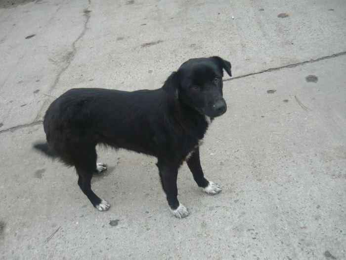 PETRONELA