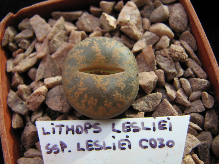 ssp. lesliei C030; Colectia Ciprian Suta
