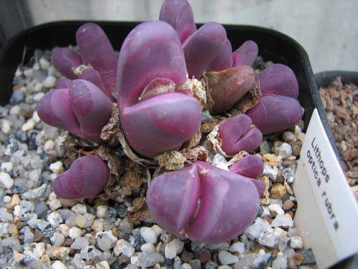 v. rubra - decembrie 2010; Colectia Ciprian Suta
