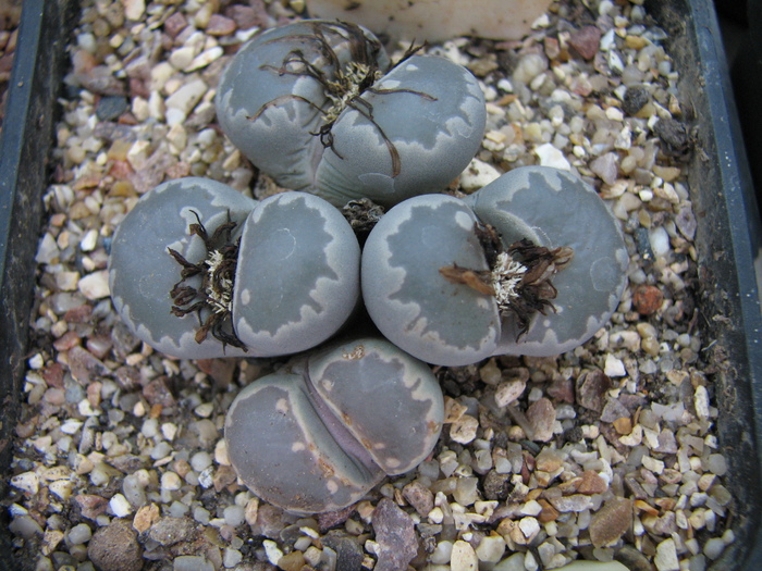 Decembrie 2010; Colectia Ciprian Suta
