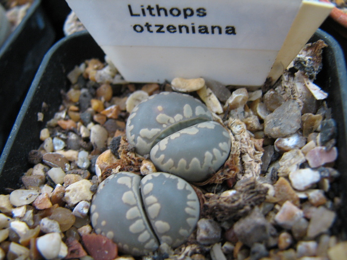 Decembrie 2010; Colectia Ciprian Suta
