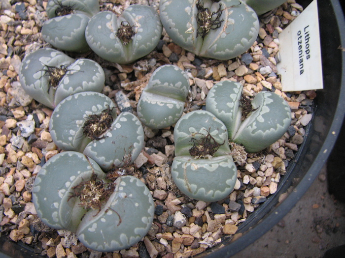 Decembrie 2010; Colectia Ciprian Suta
