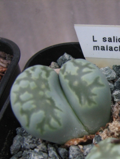 v. malachite - decembrie 2010 - salicola