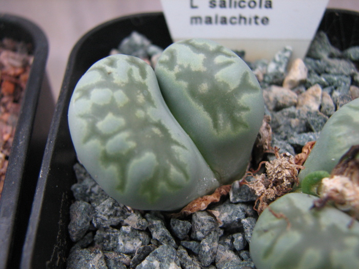 v. malachite - decembrie 2010; Colectia Ciprian Suta
