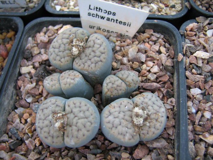 Decembrie 2010 - schwantesii