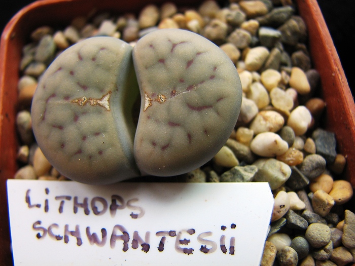 Decembrie 2010 - schwantesii