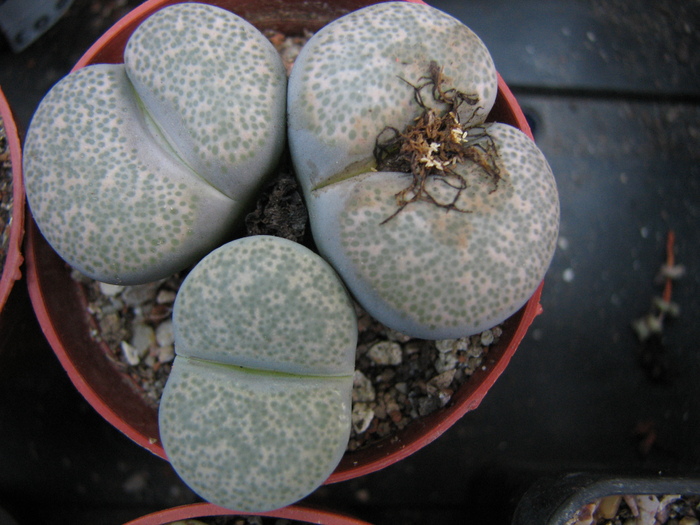 Decembrie 2010; Colectia Ciprian Suta
