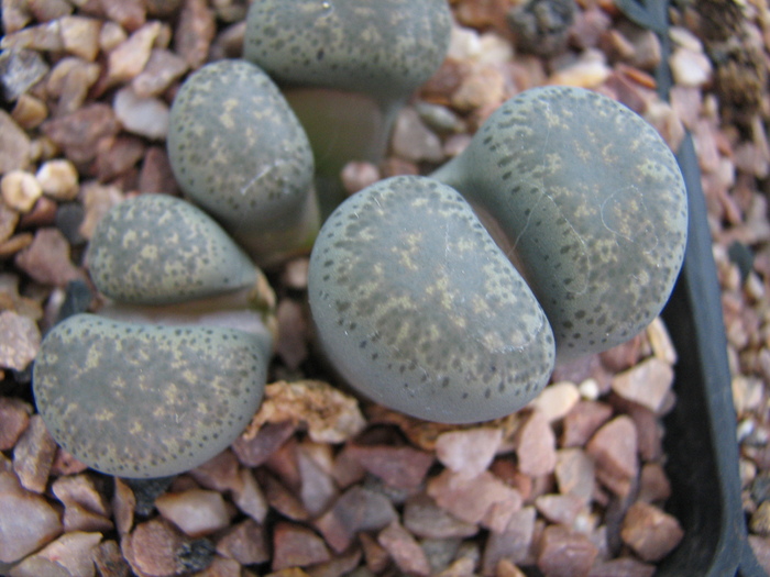 Decembrie 2010; Colectia Ciprian Suta
